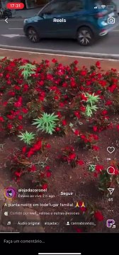 Morador se surpreende com pés de maconha em avenida movimentada de Maringá