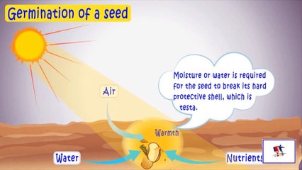 Germination Of A Bean Seed