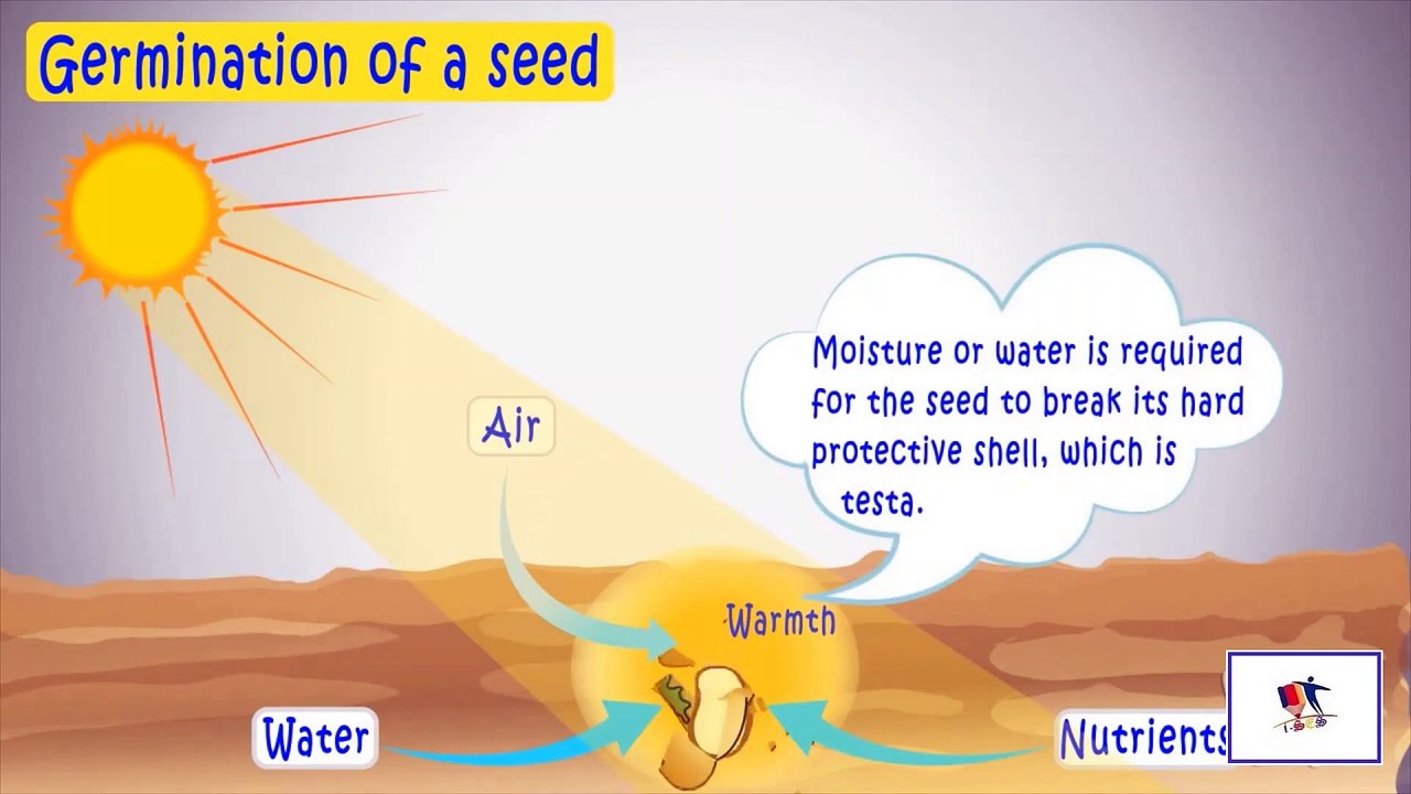 Germination Of A Bean Seed