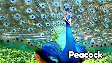 Birds for Kids | Bird Names in English | Educational Bird Video for Kids