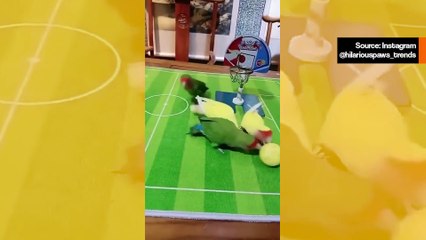 Hilarious Bird Basketball Game 🏀 - Must-See Nature Comedy