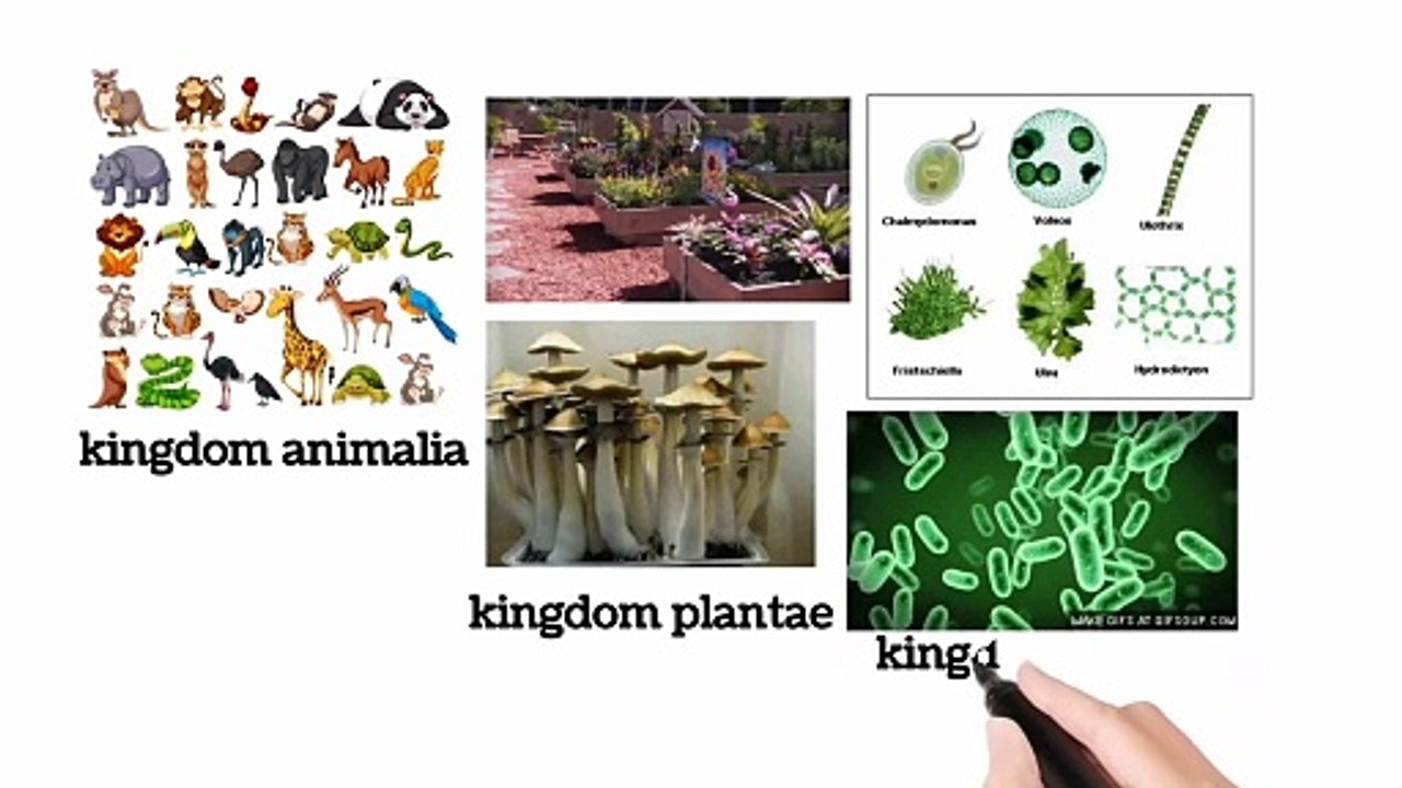 Three kingdom classification class 9 in Urdu / in Hindi | Lec # 6 | Biodiversity | chp # 3