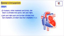 Heart - Study About Blood Circulation In Our Body