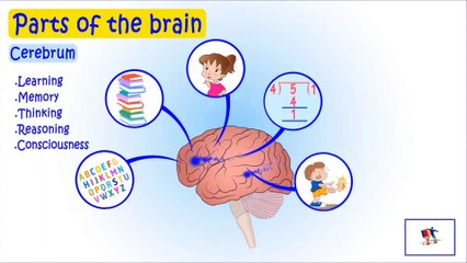 Human Brain And Its Parts