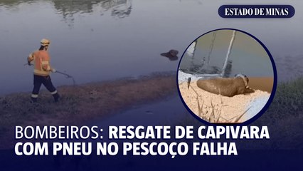 Bombeiros: Resgate de capivara com pneu no pescoço falha