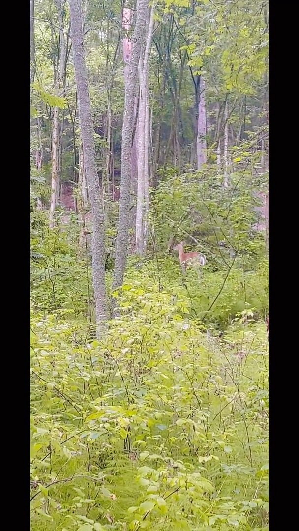 ⁣chasing wild deer in forest #summer #forest