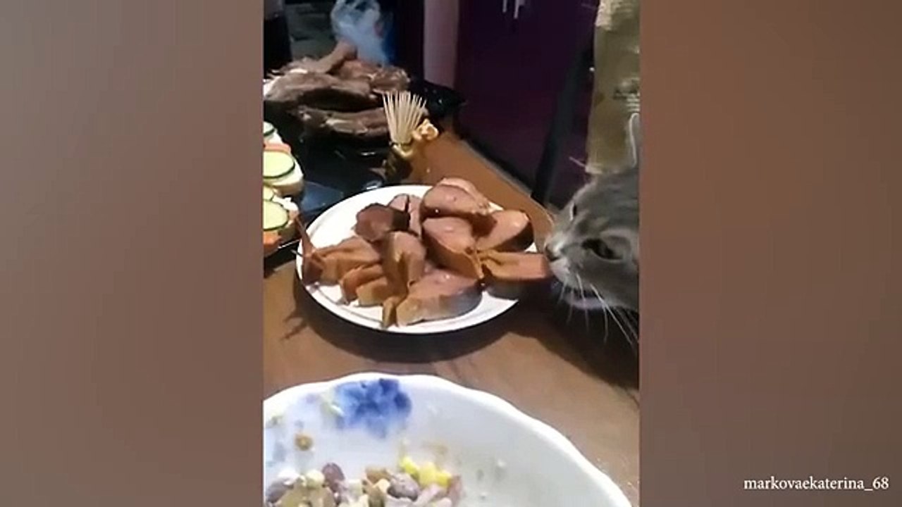 Funny_Cat_Videos_to_Keep_You_Smiling__Best_Funniest_Cat_Videos_Of_The_week(360p)