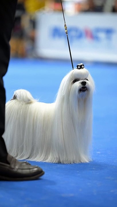 Beautiful dog