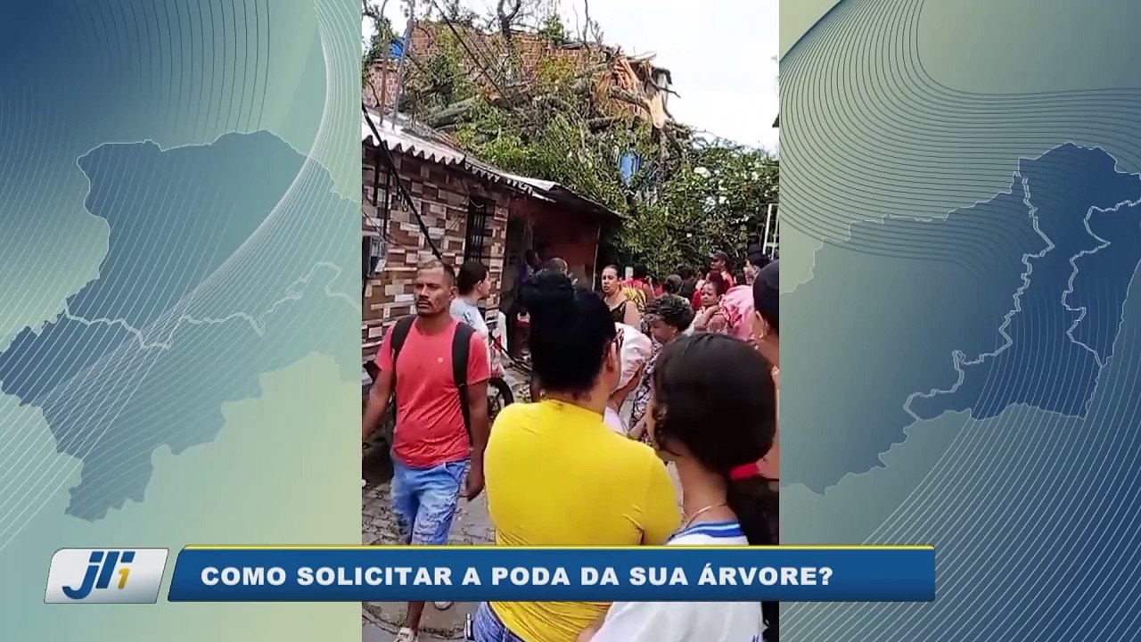 Como solicitar a poda da sua árvore