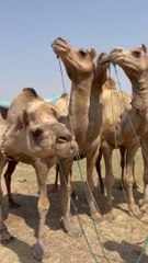 أكبر الجمال في العالم الطبيعي 'akbar aljamal fi alealam altabieii.natrurl world biggest camles