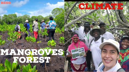 Mangrove Alliance for Climate Change