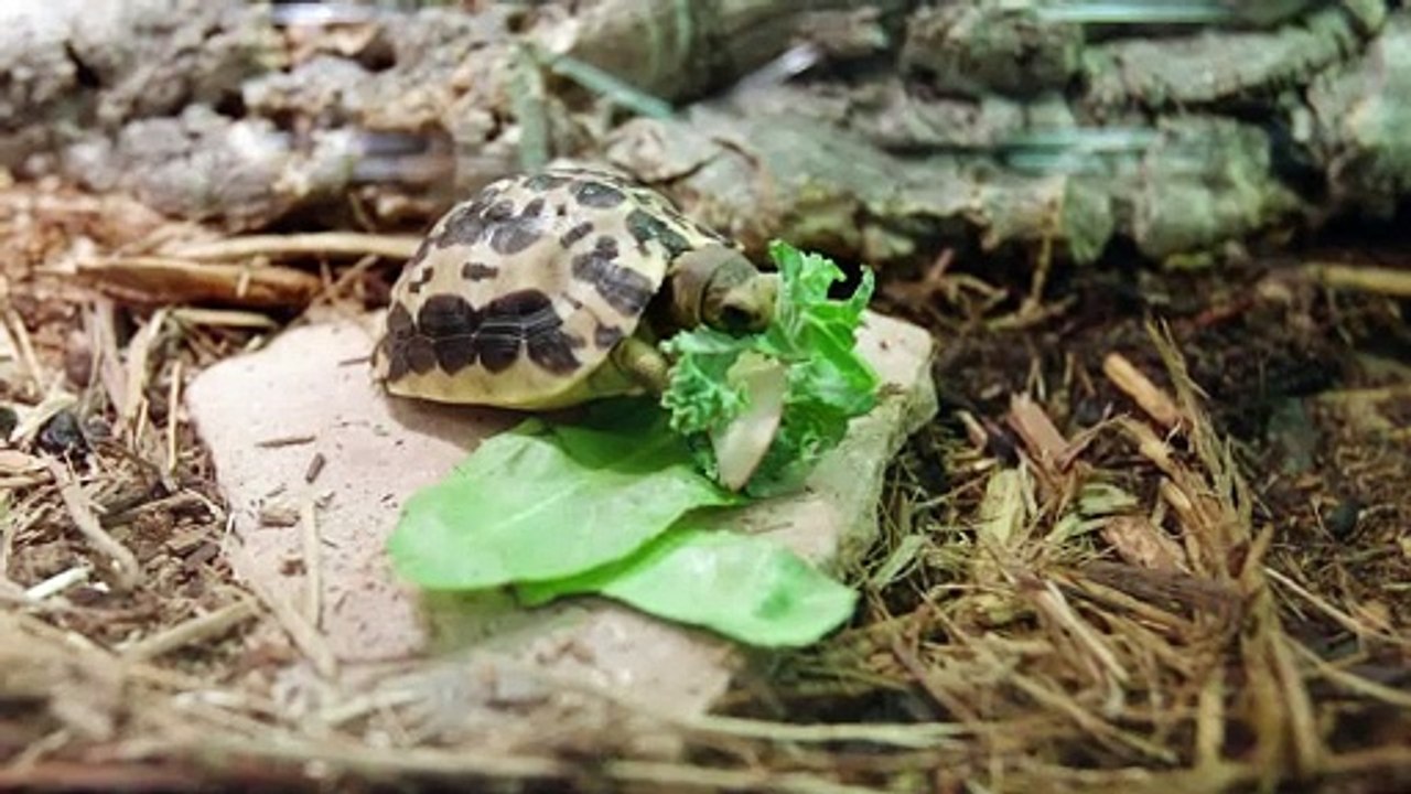 Ever Wonder Why These Tortoises Are Called Spider Tortoises?