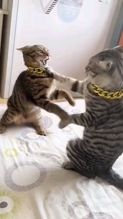 combat de boxe