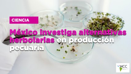 México investiga alternativas herbolarias en producción pecuaria