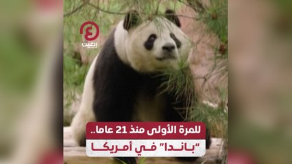 للمرة الأولى منذ 21 عاما باندا في أمريكا