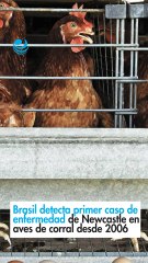 Brasil detecta primer caso de enfermedad de Newcastle en aves de corral desde 2006