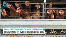 Brasil detecta primer caso de enfermedad de Newcastle en aves de corral desde 200