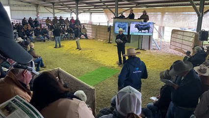 Angus bull tops at $36,000 | The Land