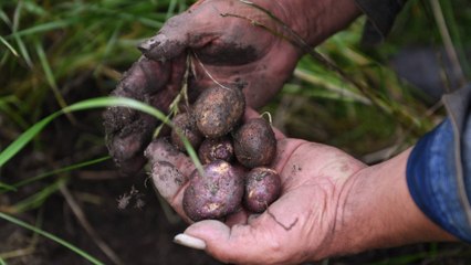 Dane reveló las inclinaciones políticas de la población campesina en Colombia