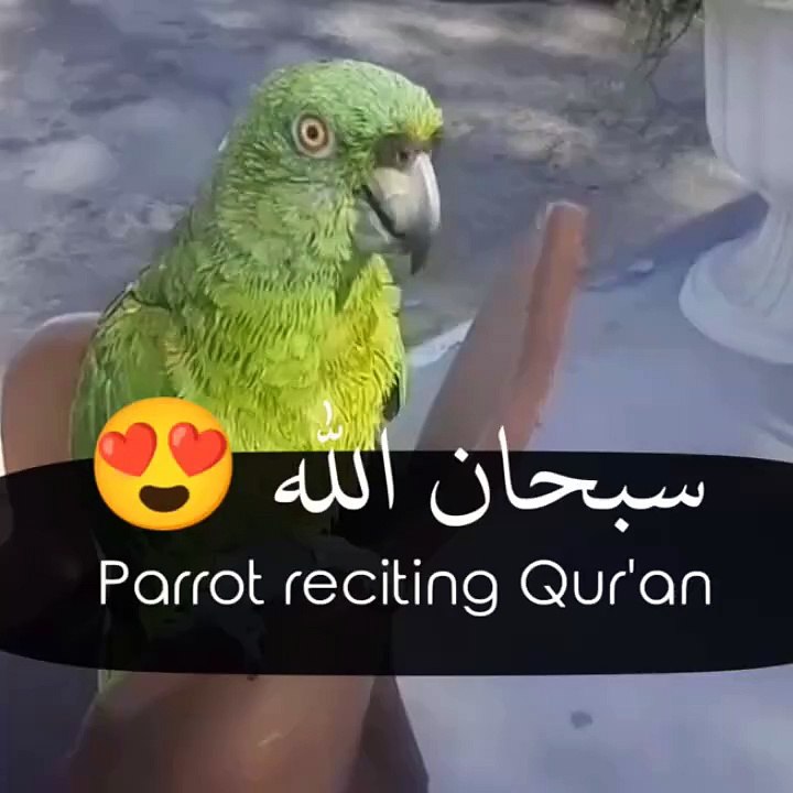  Surat Al-'Ikhlāş - سورة الإخلاص  |  Parrot  reciting Qur'an 