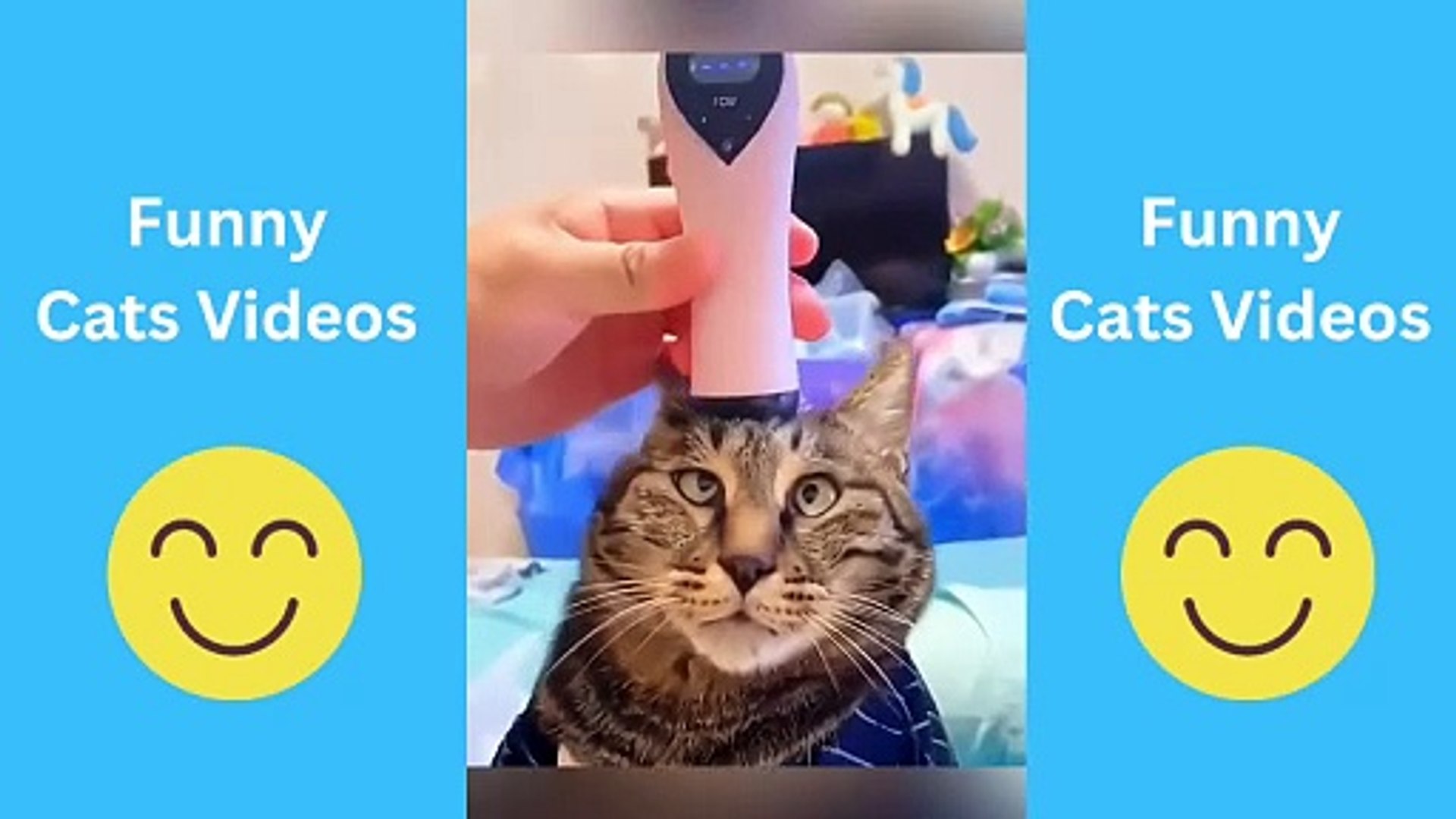 ⁣Cats Being Cats: Funniest Cat Videos Compilation