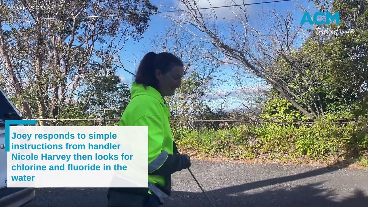 Sydney Water's world-first detection dogs in the Blue Mountains