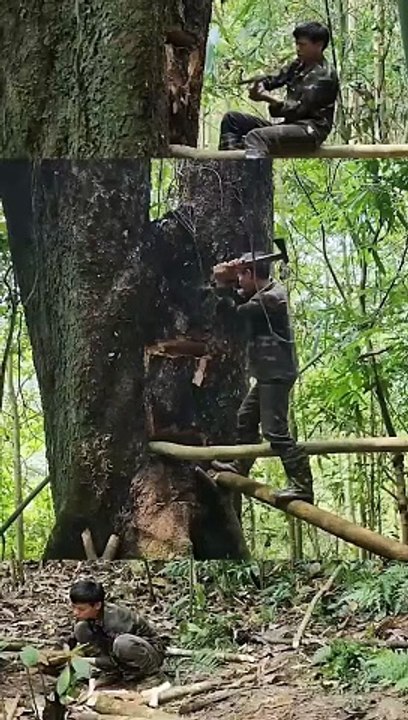 Make shelter on dry trees