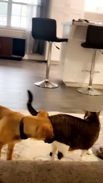 Funniest Pet Fails