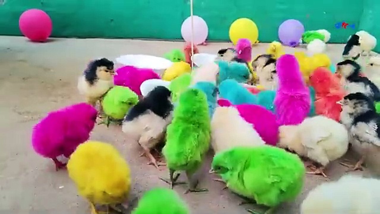 Cute hen baby/colurful hen baby/cute hen chiks