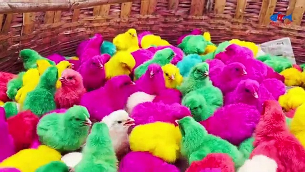 Cute hen baby/colurful hen baby/cute hen chiks