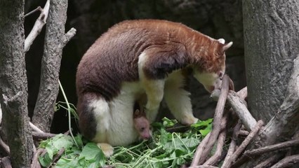 세계적 멸종위기종 '나무타기캥거루' 새끼 공개 / YTN