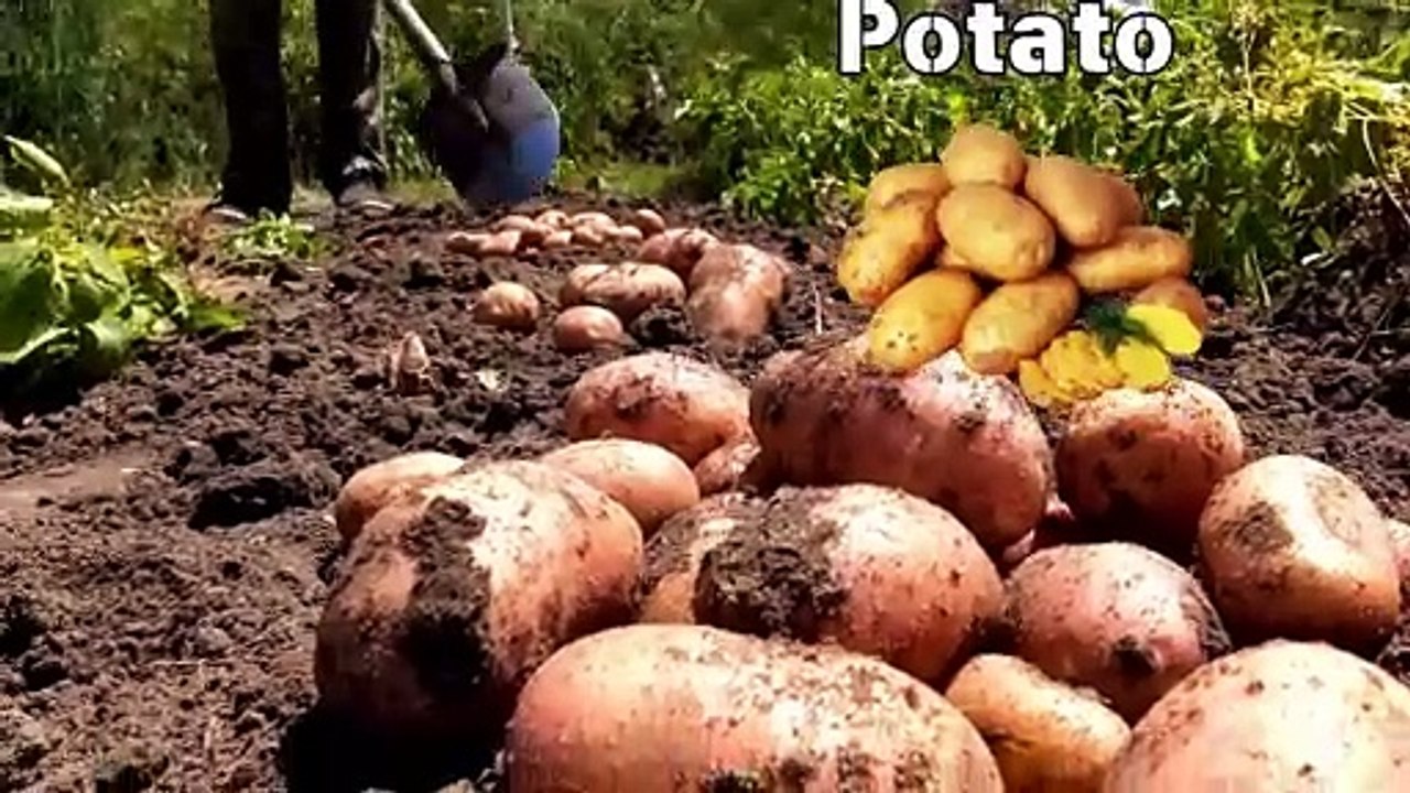P is for Potato  Fun and Educational ABC Poem for Kids  Learn Alphabet with Vegetables