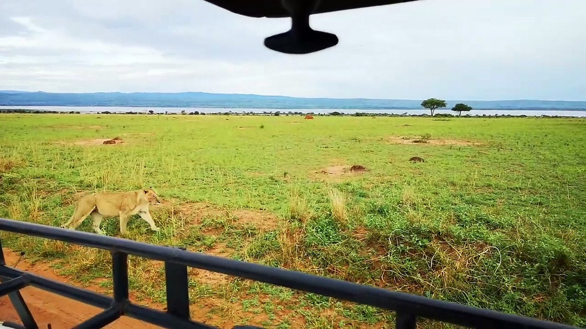 ⁣Gorilla Trekking In Uganda
