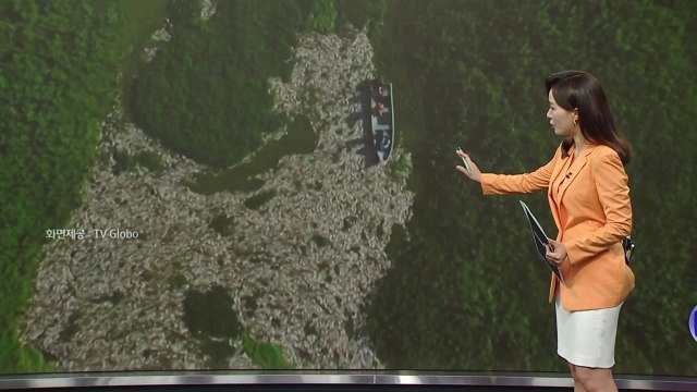 브라질 피라시카바 강 물고기 폐사...어민 생계 '막막' [앵커리포트] / YTN