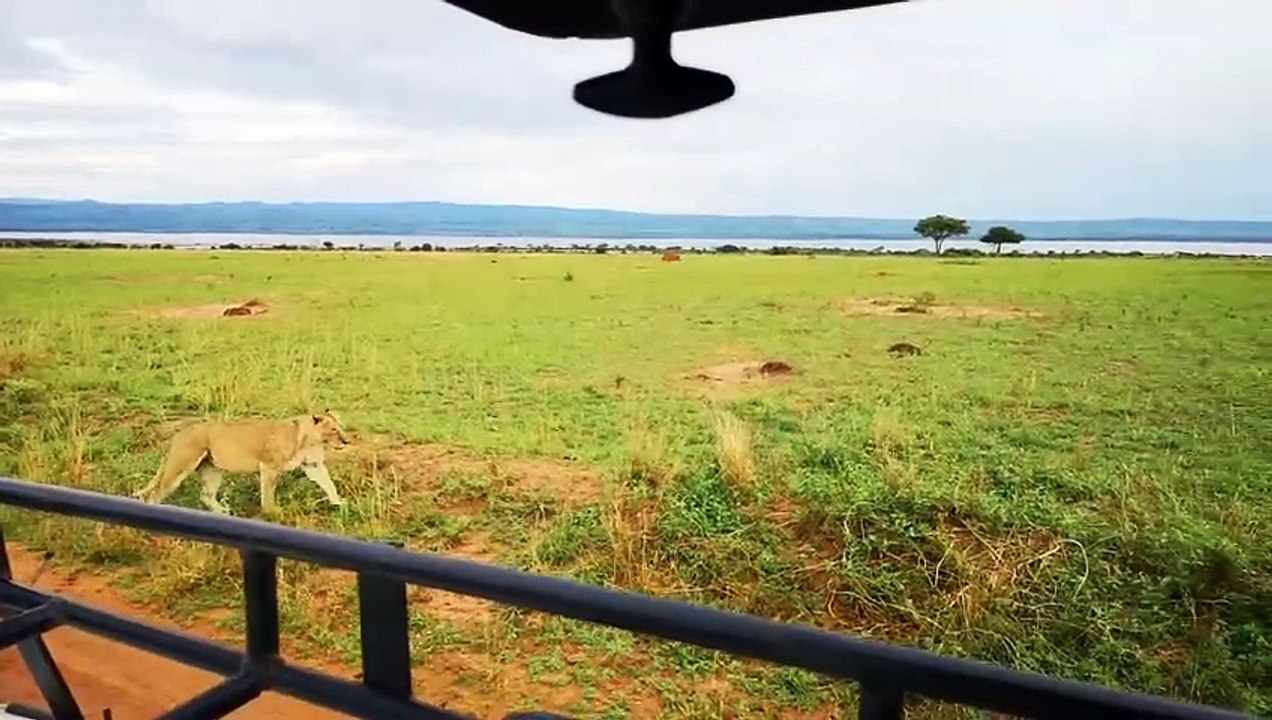 Gorilla Trekking In Uganda