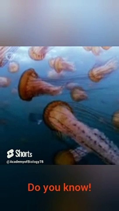 interesting facts about jellyfish | amazing facts about jellyfish| jellyfish fact | science fact |
