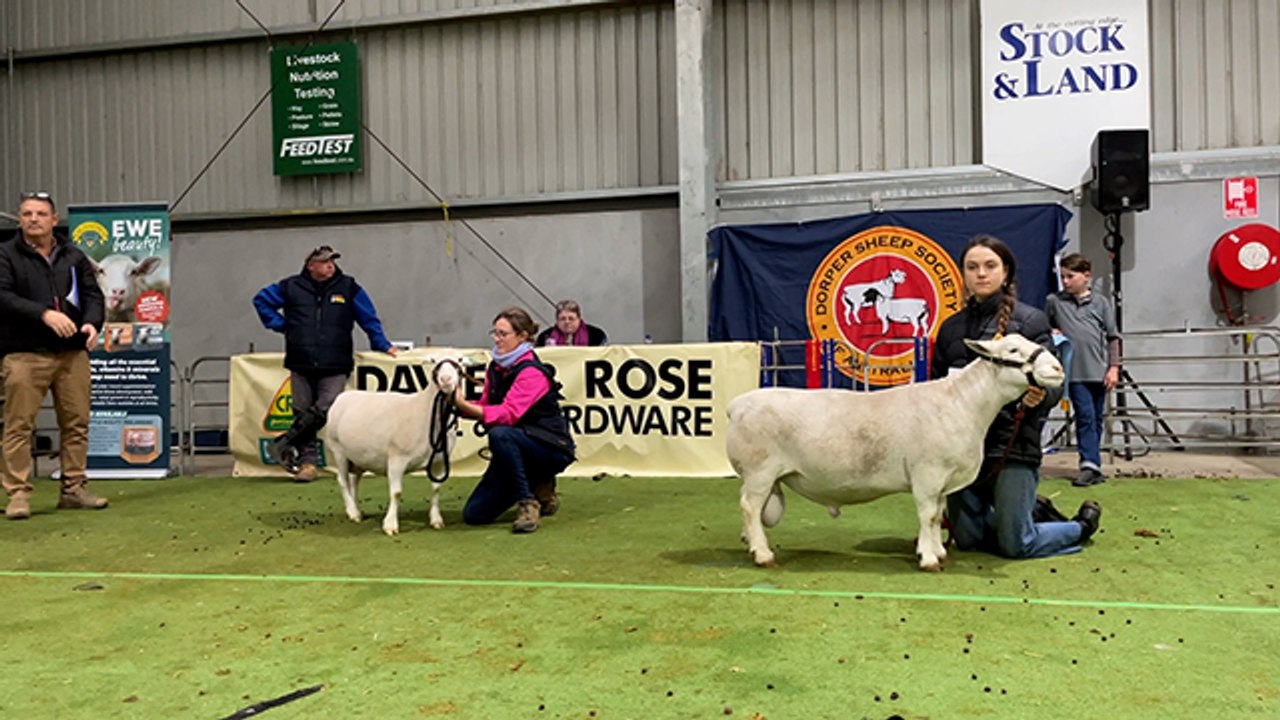 Supreme exhibit judging in the White Dorper ring | Stock & Land