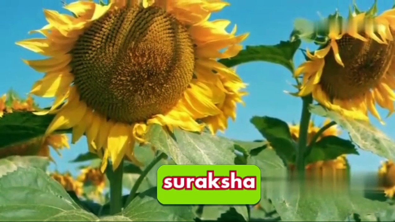 Story about Environment
