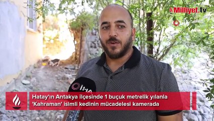 Eve girmeye çalışan yılanı kedi durdurdu