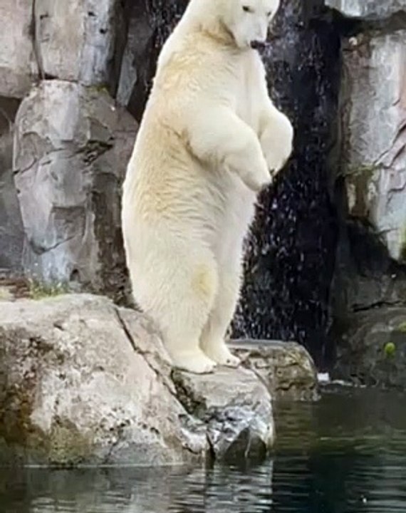 funny bear video