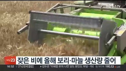 잦은 비에 올해 보리·마늘 생산량 줄어