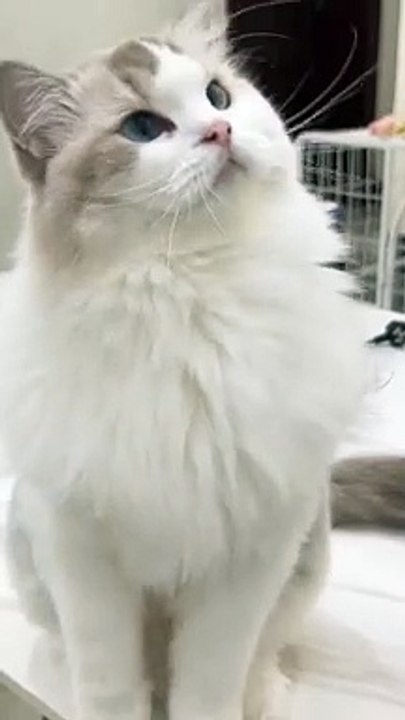 Kitten corner shocked 
