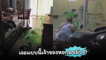 จาก 1 ตัว กลายเป็น 29 ตัว เจอแบบนี้เจ้าของหอกุมขมับ !!