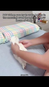 Cute baby cat sleeping adorably