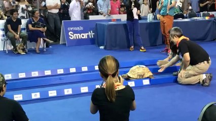Tortoise vs. Hare - Who Wins