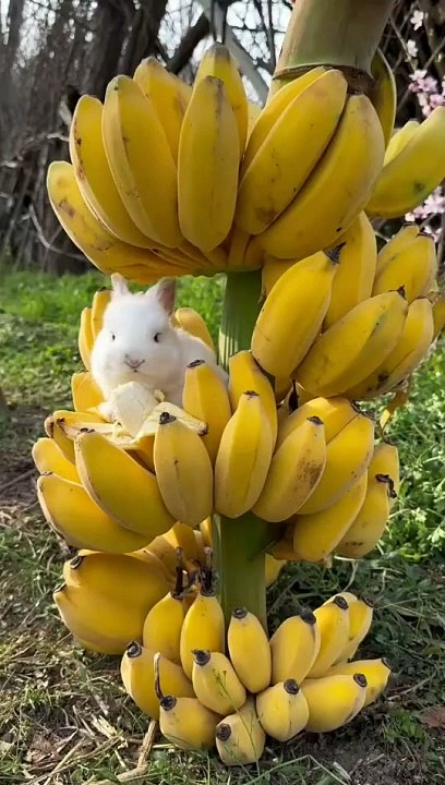 Fruits lover 