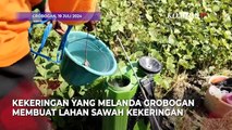 Sawah Kekeringan, Petani di Grobogan Tanami Kacang Hijau