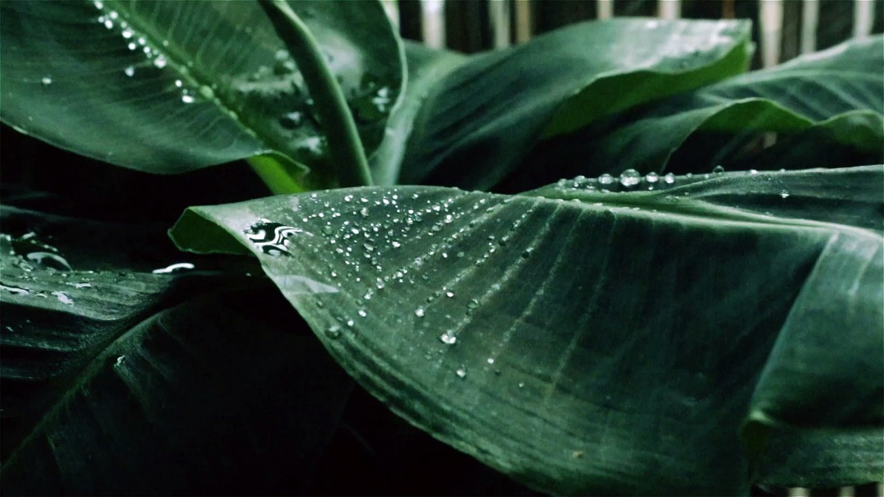 HD nature is amazing