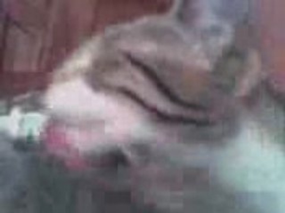 Le petit chat et le grand chat