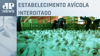 Governo confirma caso de doença de Newcastle em granja no Rio Grande do Sul
